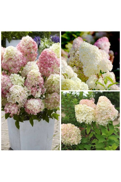 Гортензия Диамантино крупные конусовидные соцветия с розовым оттенком.